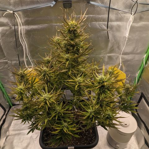 #26 Double Kush Cake growlog timeline photo