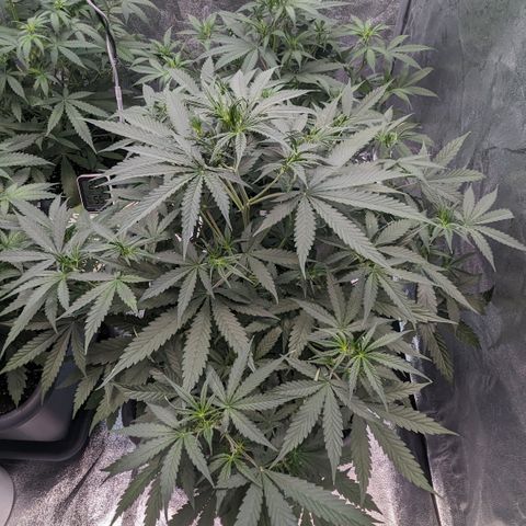 #30 Afghani #1 growlog timeline photo