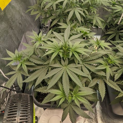#31 White Widow growlog timeline photo
