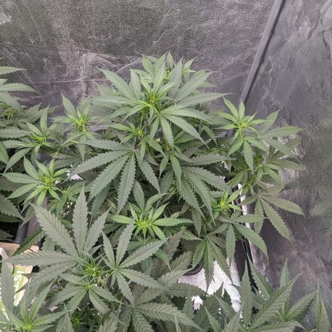 #32 Purple Skunk growlog timeline photo