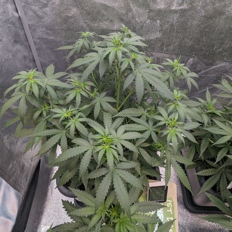 #33 Purple Skunk growlog timeline photo