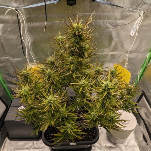 #26 Double Kush Cake growlog timeline photo
