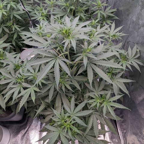 #30 Afghani #1 growlog timeline photo