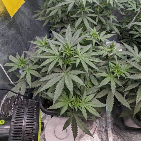 #31 White Widow growlog timeline photo