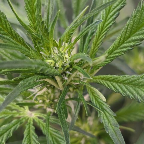 #32 Purple Skunk growlog photo: Beginn der Blüte.