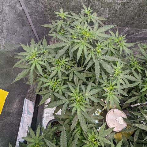 #33 Purple Skunk growlog timeline photo
