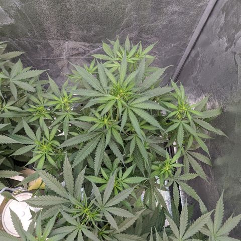 #32 Purple Skunk growlog timeline photo
