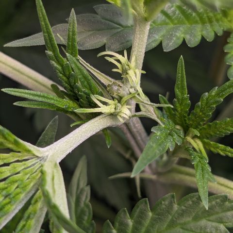 #31 White Widow growlog photo: Schnippschnapp. Kopf ab.
