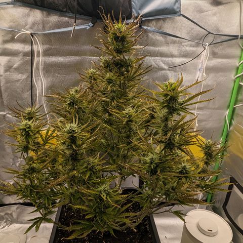 #26 Double Kush Cake growlog timeline photo