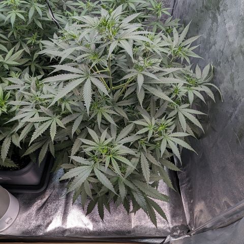 #30 Afghani #1 growlog timeline photo