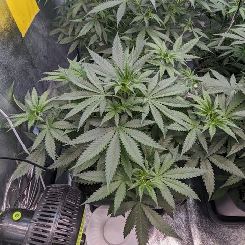 #31 White Widow growlog timeline photo