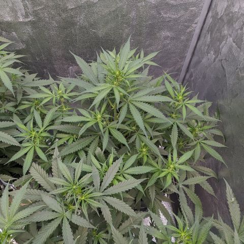 #32 Purple Skunk growlog timeline photo