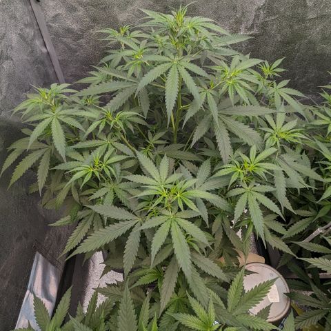 #33 Purple Skunk growlog timeline photo