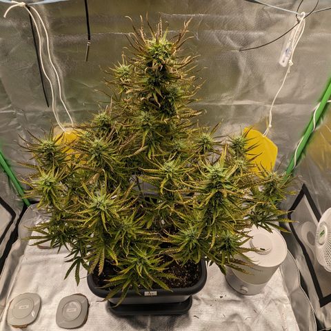 #26 Double Kush Cake growlog timeline photo