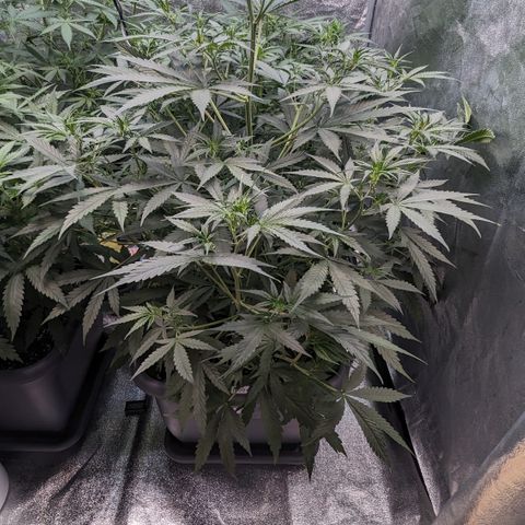 #30 Afghani #1 growlog timeline photo