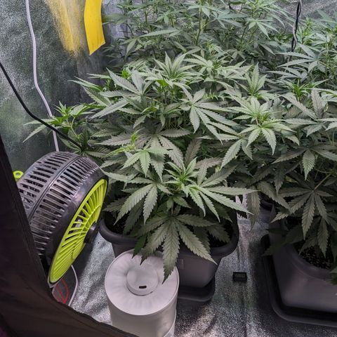 #31 White Widow growlog timeline photo
