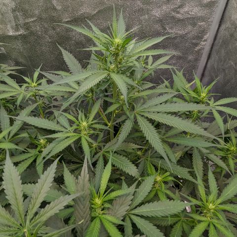 #32 Purple Skunk growlog timeline photo