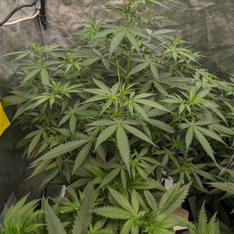 #33 Purple Skunk growlog timeline photo