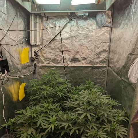 #33 Purple Skunk growlog timeline photo