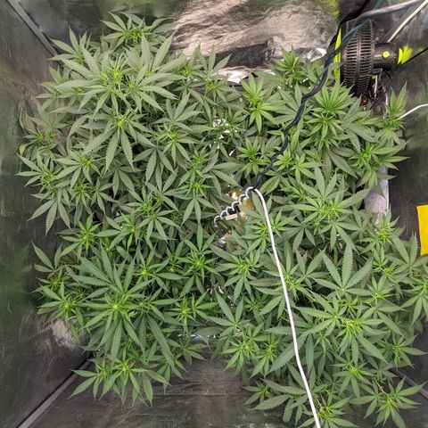#33 Purple Skunk growlog timeline photo