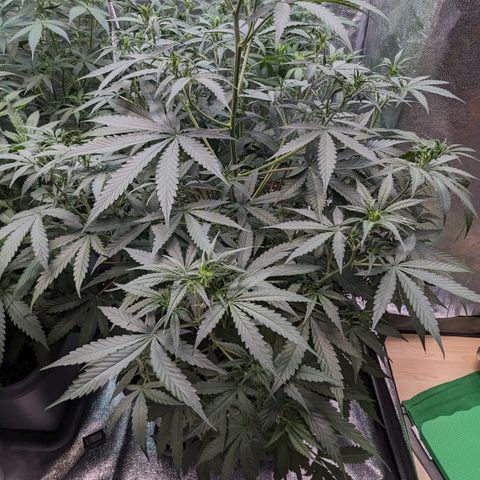 #30 Afghani #1 growlog timeline photo