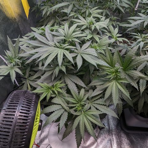 #32 Purple Skunk growlog timeline photo