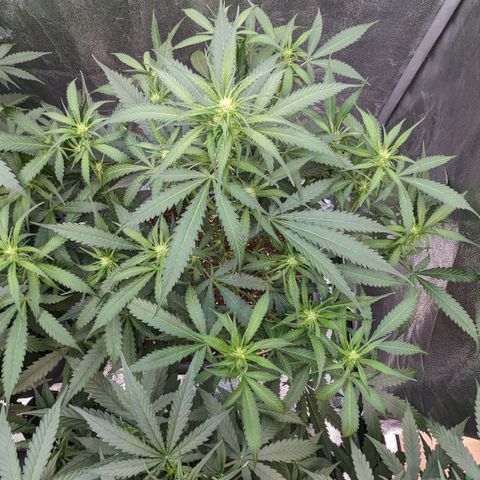 #32 Purple Skunk growlog timeline photo