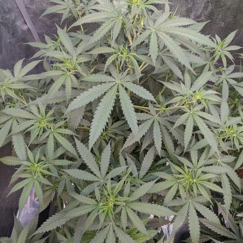 #33 Purple Skunk growlog timeline photo