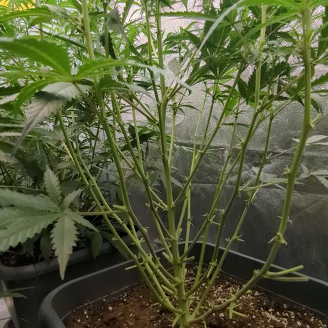 #32 Purple Skunk growlog timeline photo