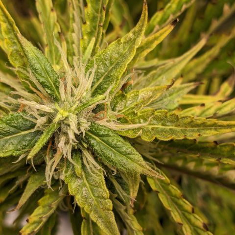 #26 Double Kush Cake growlog timeline photo