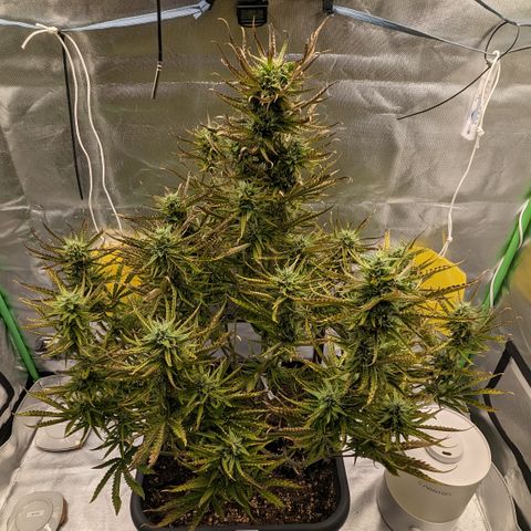 #26 Double Kush Cake growlog timeline photo