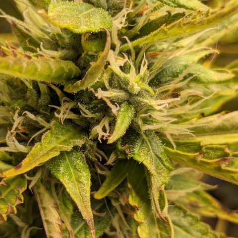 #26 Double Kush Cake growlog timeline photo