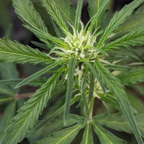 #32 Purple Skunk growlog timeline photo