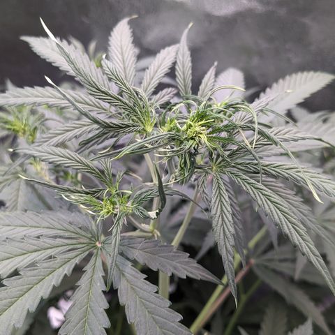 #30 Afghani #1 growlog timeline photo