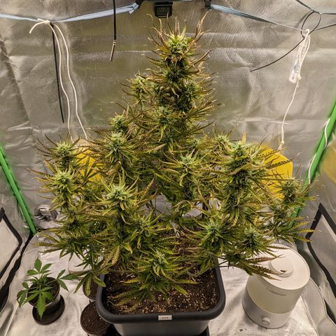 #26 Double Kush Cake growlog timeline photo
