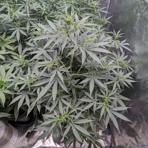 #30 Afghani #1 growlog timeline photo