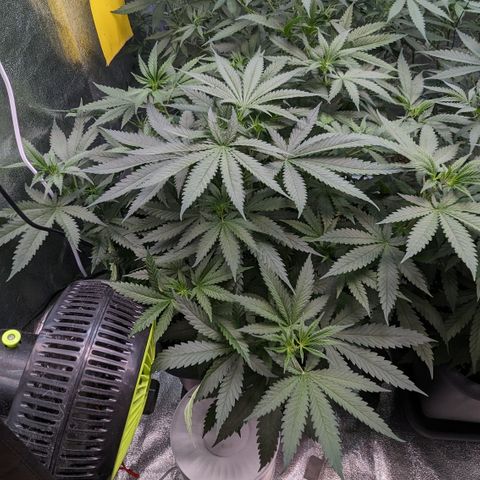 #31 White Widow growlog timeline photo