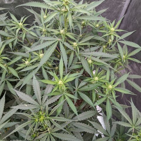#32 Purple Skunk growlog timeline photo