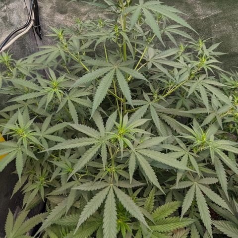#33 Purple Skunk growlog timeline photo