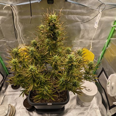 #26 Double Kush Cake growlog timeline photo