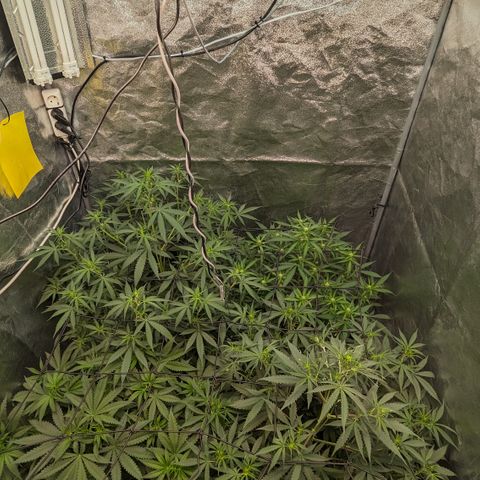 #33 Purple Skunk growlog timeline photo