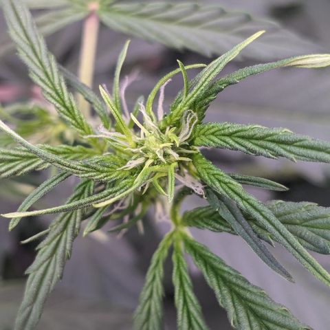 #30 Afghani #1 growlog timeline photo