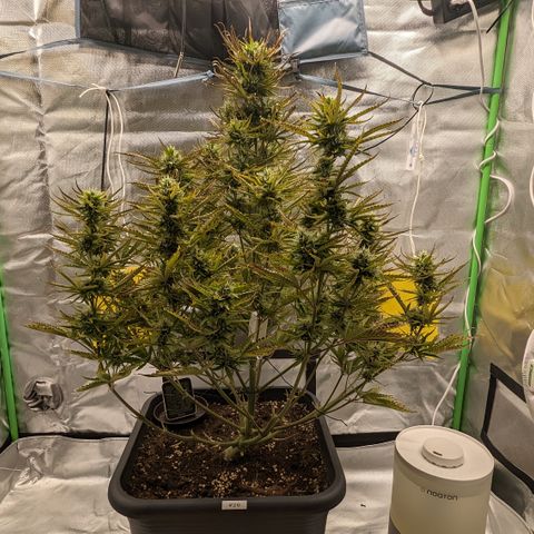 #26 Double Kush Cake growlog timeline photo