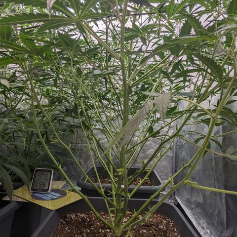 #30 Afghani #1 growlog timeline photo