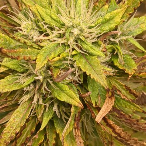 #26 Double Kush Cake growlog timeline photo