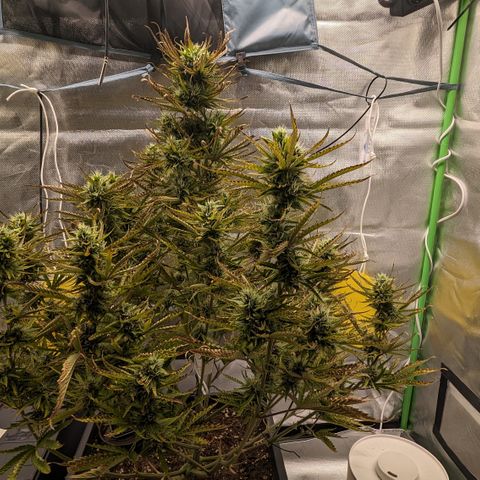 #26 Double Kush Cake growlog timeline photo
