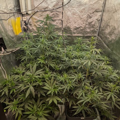 #33 Purple Skunk growlog timeline photo