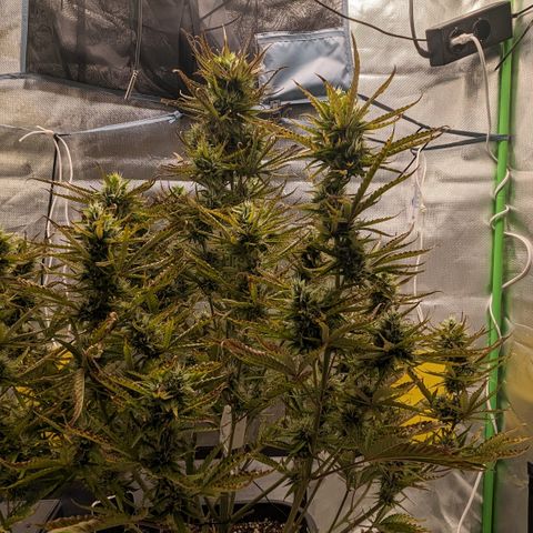 #26 Double Kush Cake growlog timeline photo