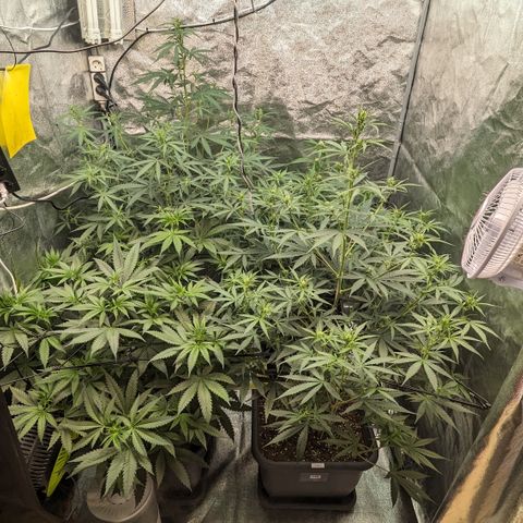 #33 Purple Skunk growlog timeline photo