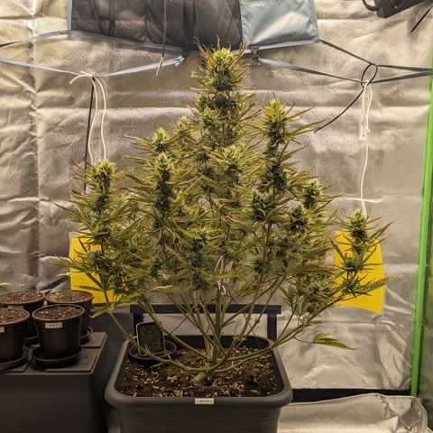 #26 Double Kush Cake growlog timeline photo